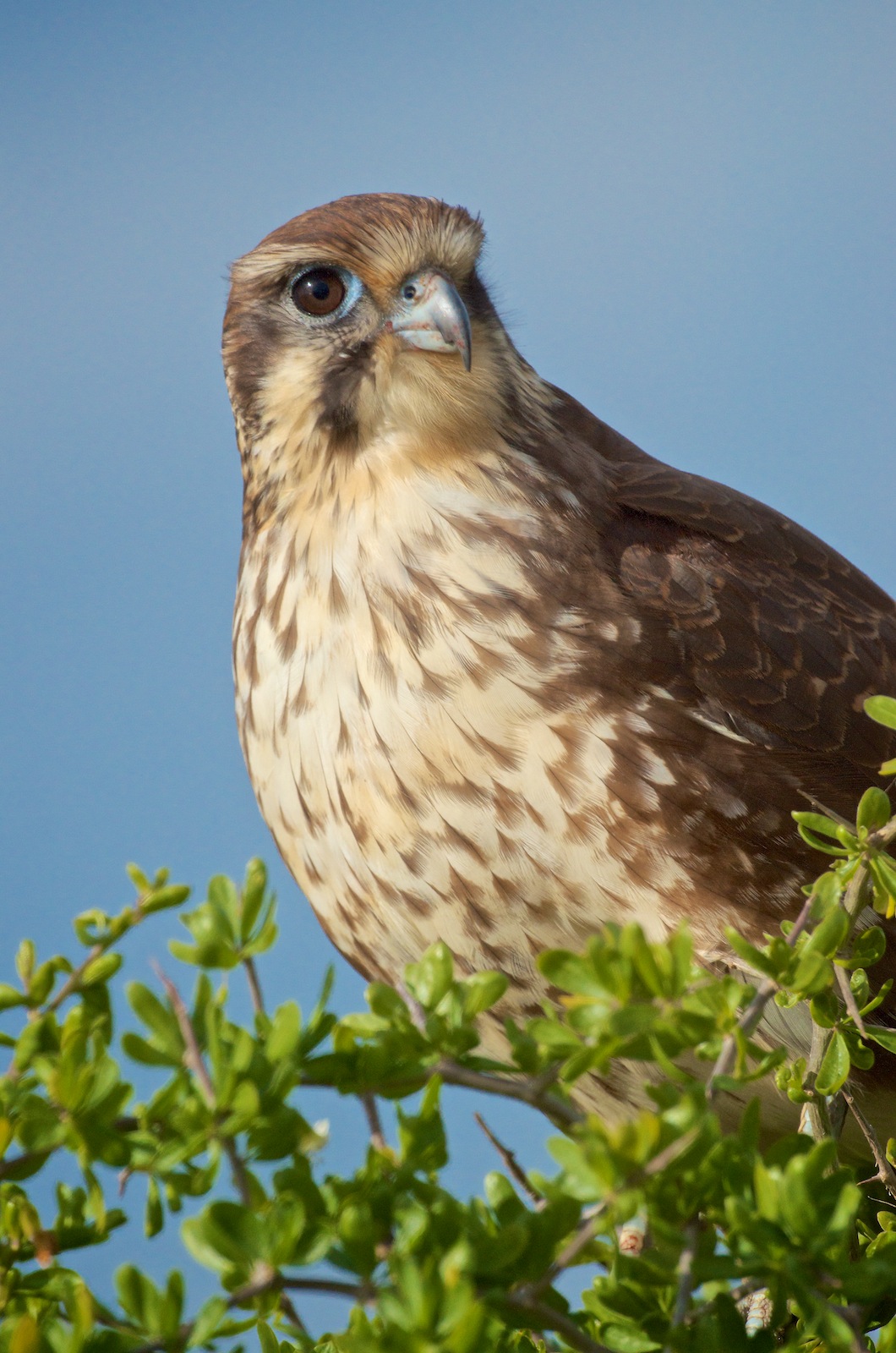 This Brown Falcon was hardly camera shy. We think he might be Elvis in disguise.
