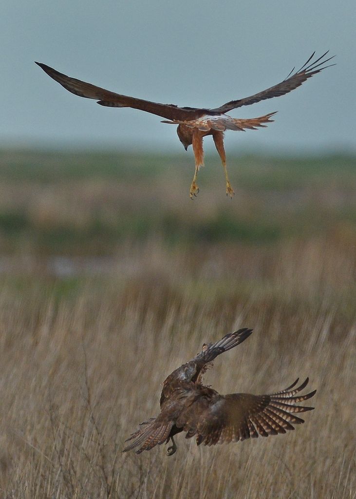 Heading for the grass, Harrier in pursuit 