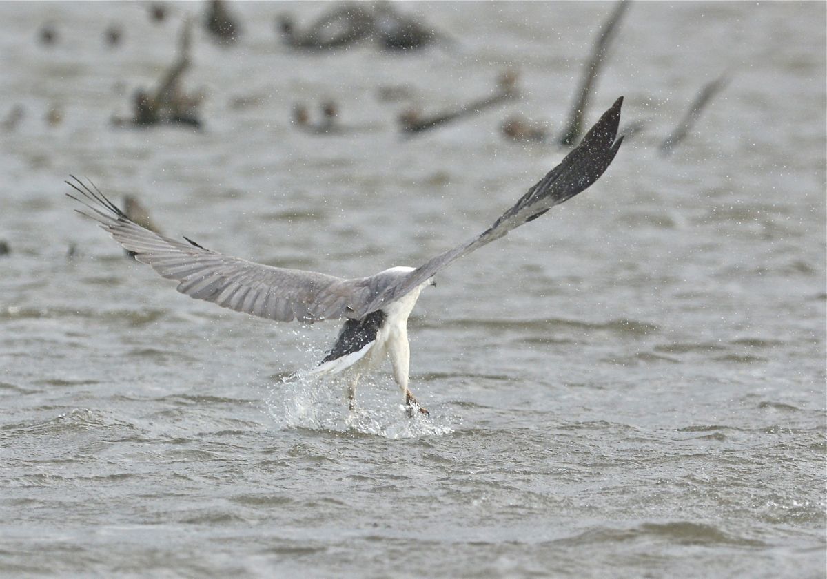 White-bellied Sea Eagle lifting itself out of the water 