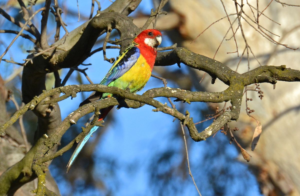 Eastern Rosella, one of many parrots for the morning.