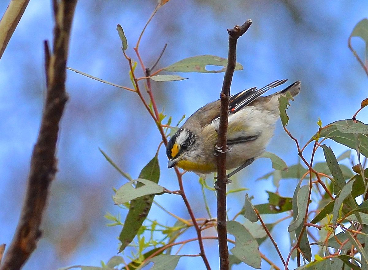 A Striated Pardalote. Probably at the last one I'll photograph.