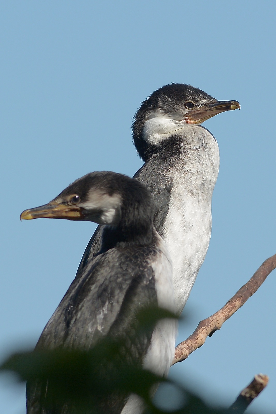 Not only Darters, but a range of Cormorants as well. 