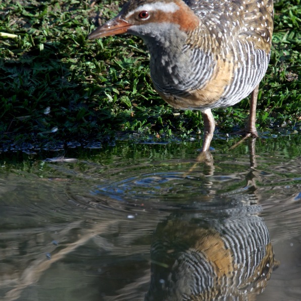Buff-banded Rail in action