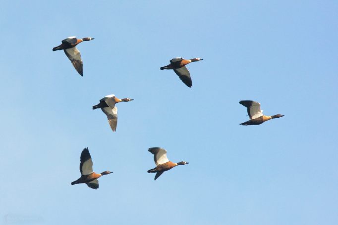 Ducks in formation