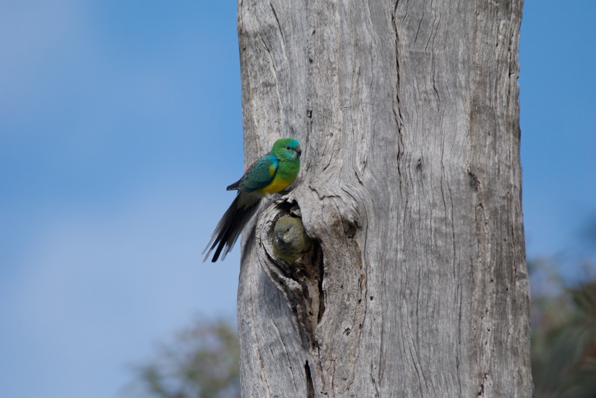 Gery Box provides a suitable nesting site. Here a pair of Red-rumoed Parrots are one of three pairs in this old tree. 