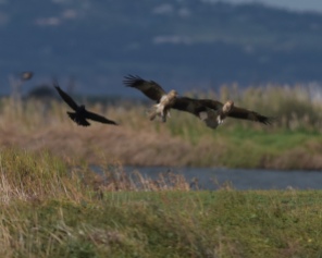 A raven moving on two scavenging Whistling Kites