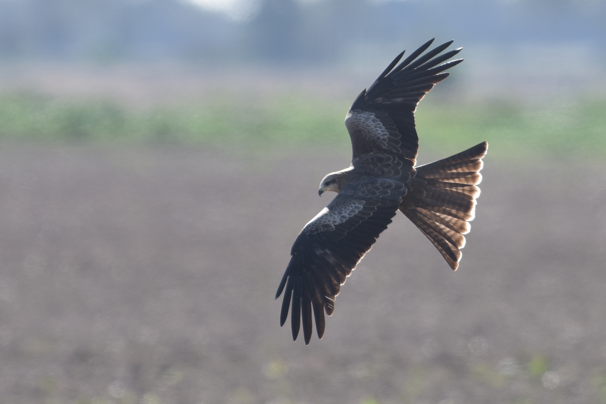 A Black Kite on a tight turn hunting small insects.