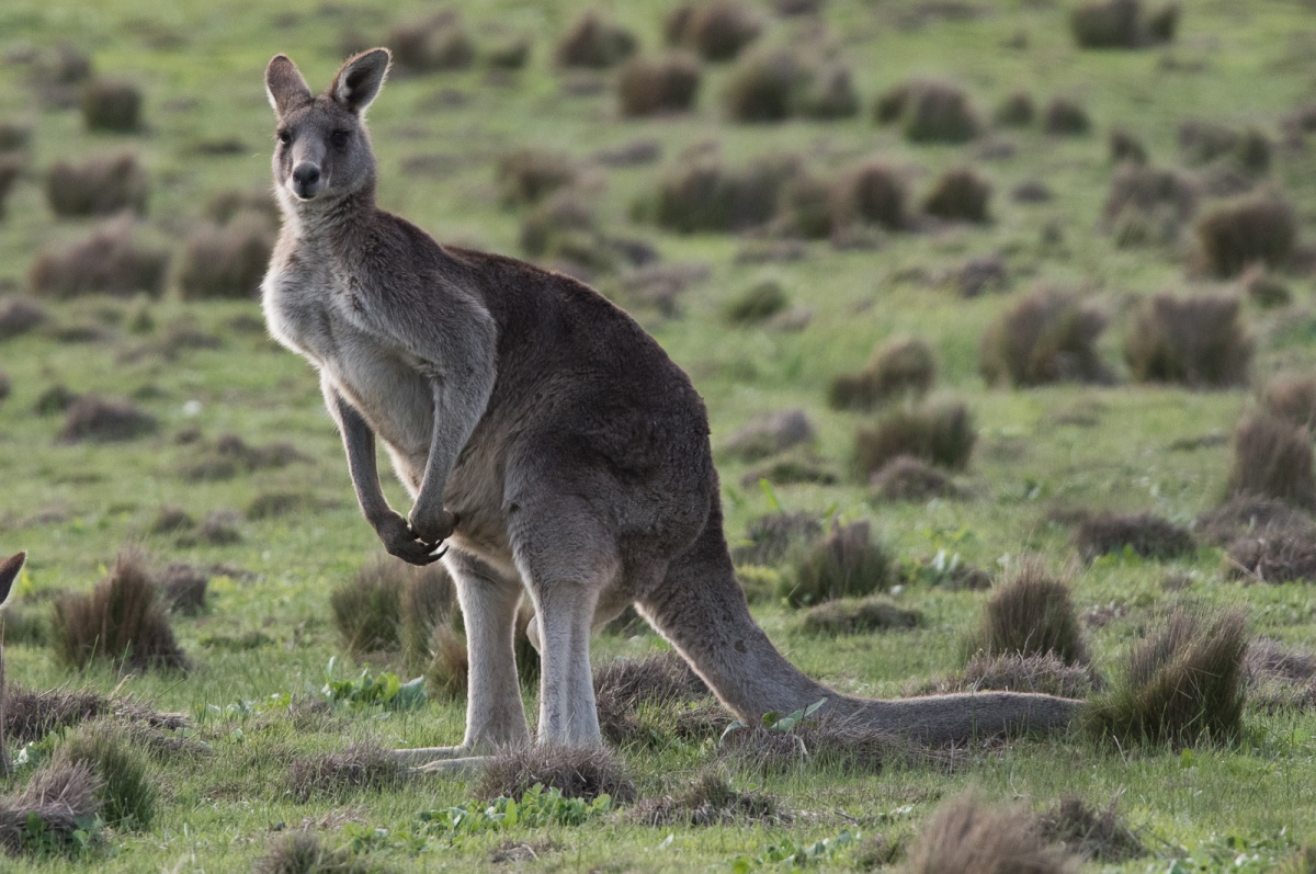Eastern Grey Kangaroo: Male. Not to be meddled with. 