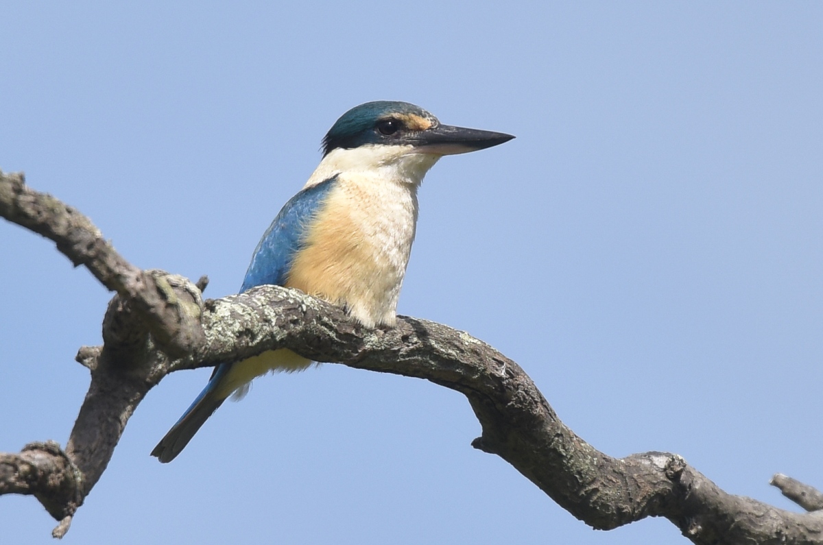 Oh, there you are. After much searching the Sacred Kingfisher came to visit us 