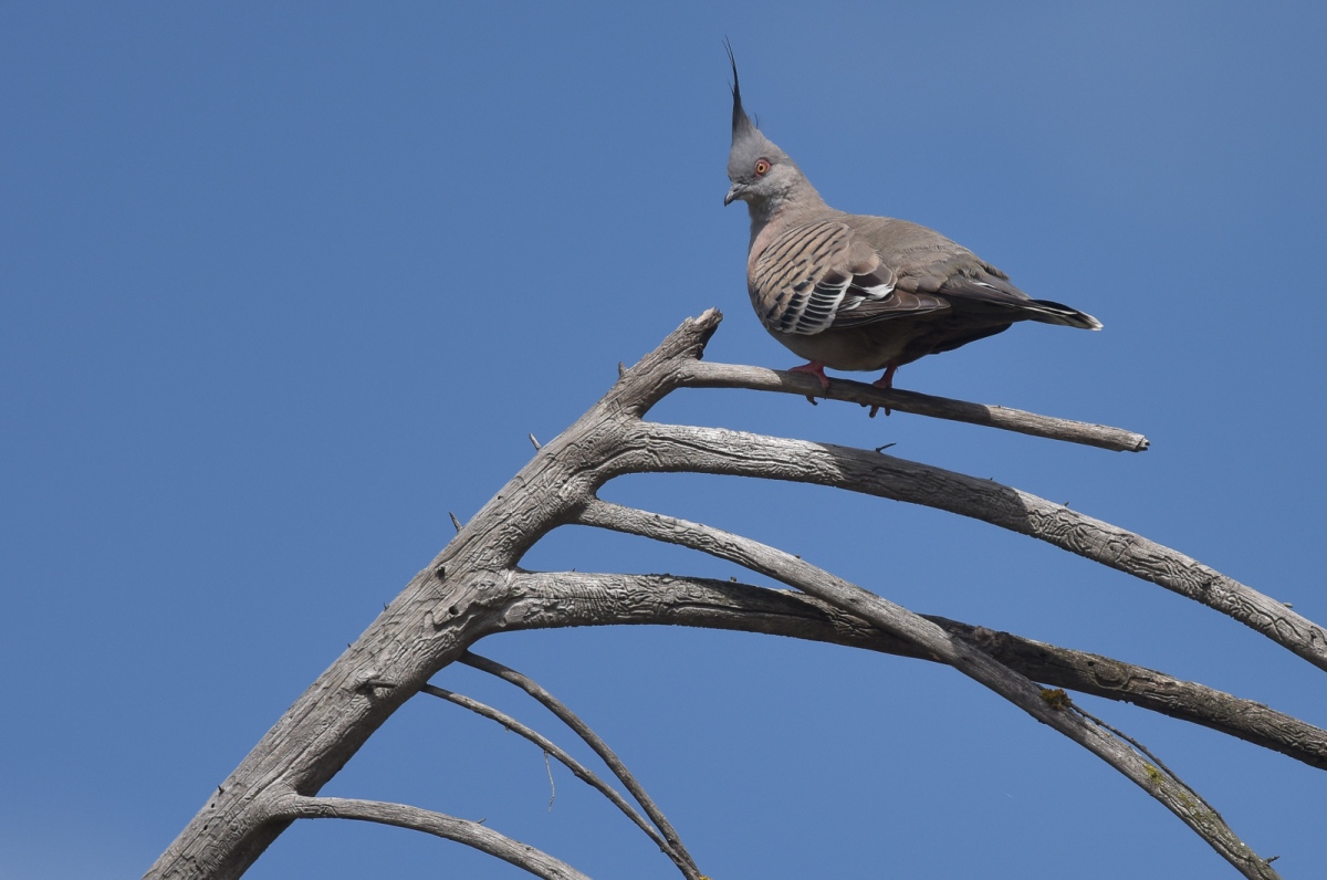 There is something other world about Crested Pigeons