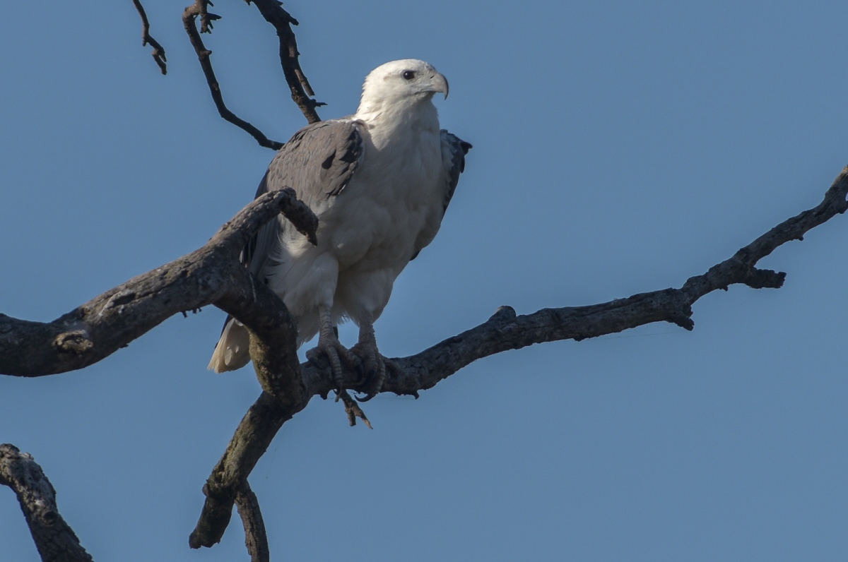 White-bellied Sea-Eagle at rest on Japan Tree. You'll note that the wings are just starting to lift. 