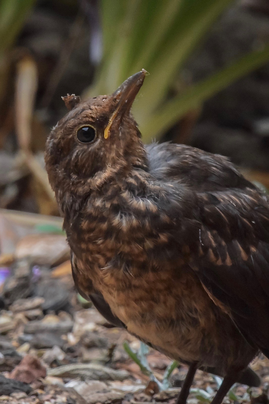 Common they may be, but this young Blackbird is a joy to watch as it learns the world around
